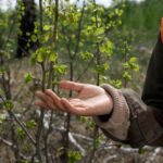 Reforestation done by voluntary group